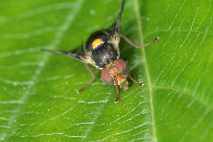 Schädlinge und Krankheiten am Süßkirschbaum