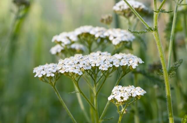 Schafgarbe im Steckbrief