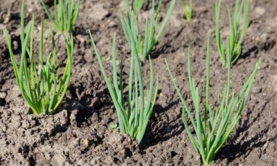 Schalotten im Garten anbauen und ernten