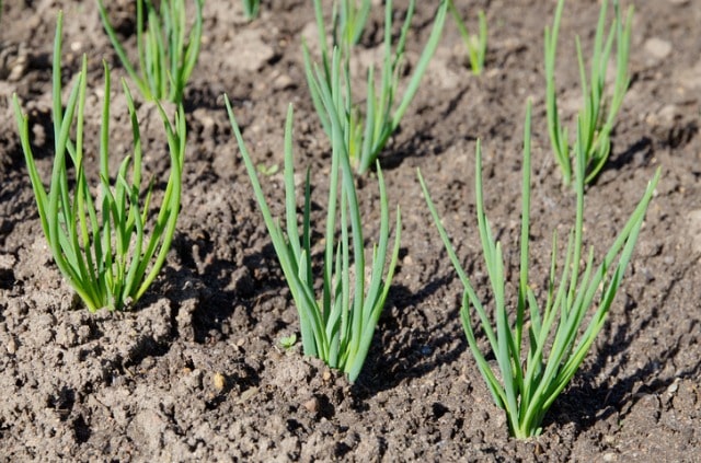 Schalotten im Garten anbauen und ernten