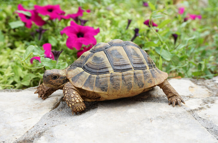 Schildkröten brauchen Licht