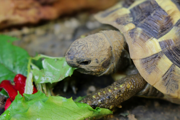 Schildkröten sind Vegetarier