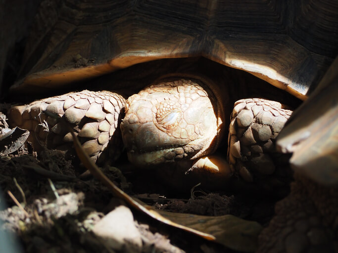Schildkröten und ihr Winterschlaf