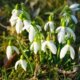 Schneeglöckchen Samen sammeln und aussäen