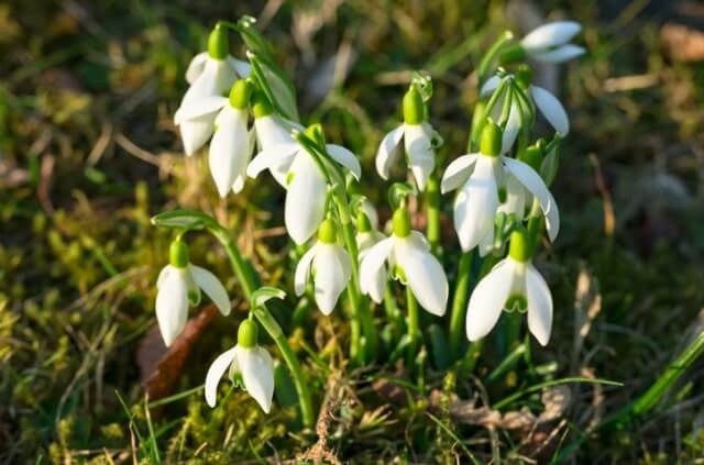 Schneeglöckchen Samen sammeln und aussäen
