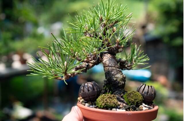 Schwarzkiefer als Bonsai ziehen