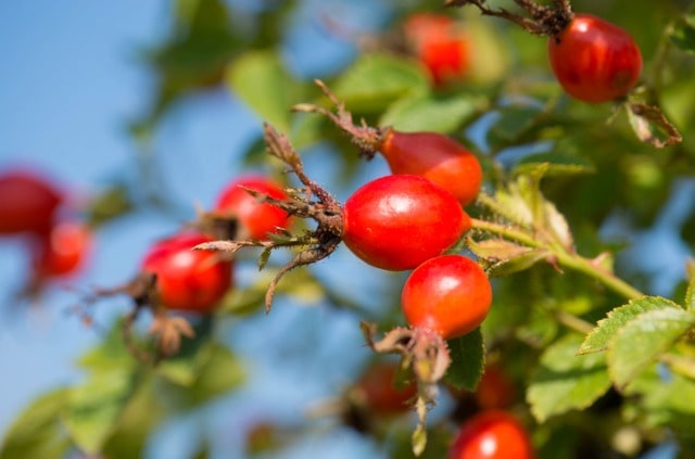 Sind die Hagebutten der Hundsrose essbar