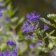 So winterhart ist die Bartblume