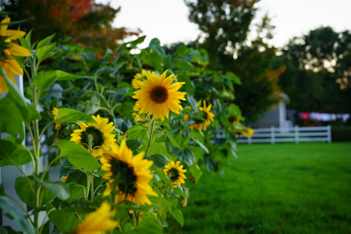 Sonnenblumenblätter zum Verzehr