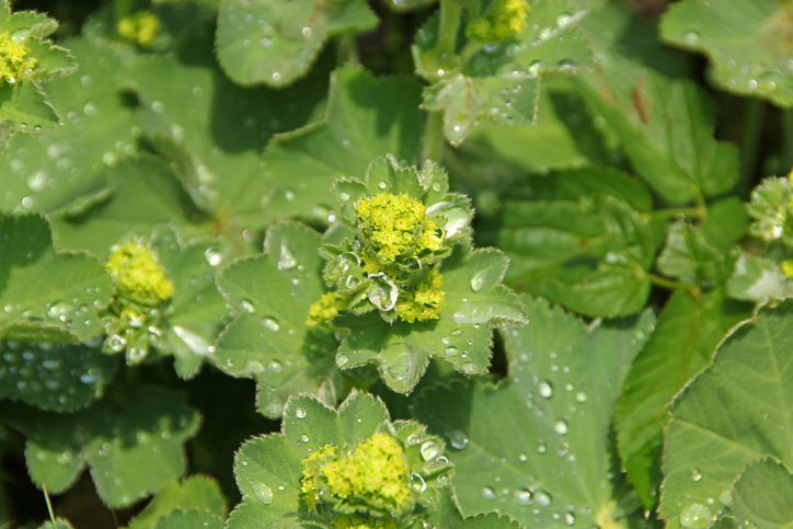 Sorten von Frauenmantel