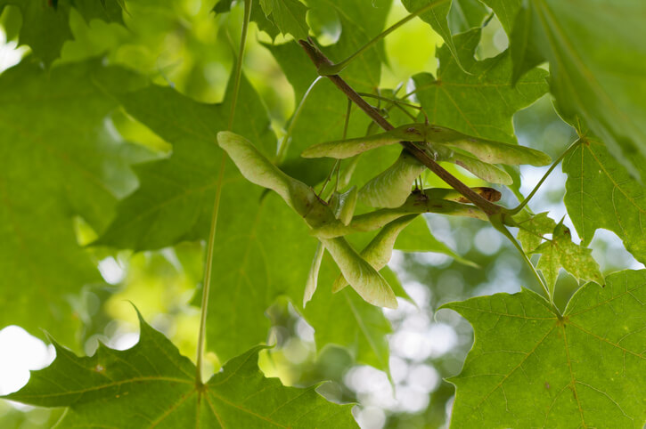 Spitzahorn auf die Aussaat vorbereiten