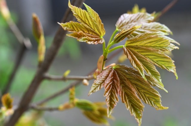Spitzahorn aus Samen ziehen