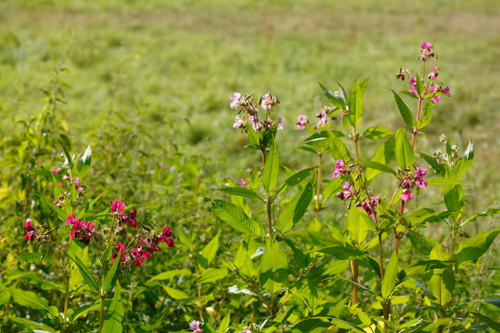 Springkraut ohne Samenstände entfernen