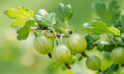 Stachelbeeren richtig düngen