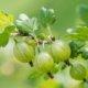 Stachelbeeren richtig düngen