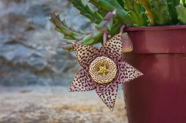 Stapelia - Pflege, Standort und Vermehrung