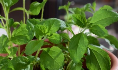 Stevia Pflanze - Tipps zur Pflege