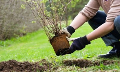 Sträucher im Garten richtig umpflanzen