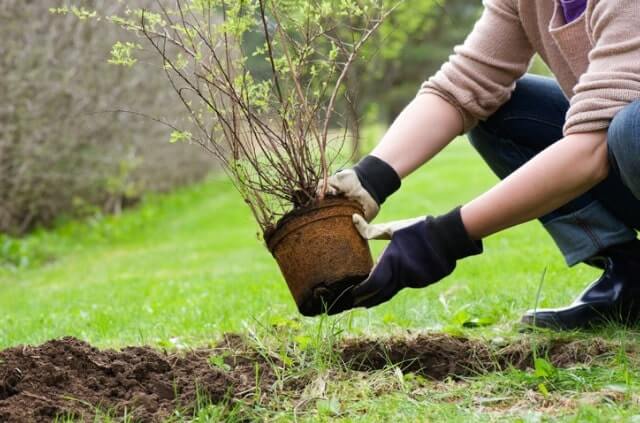 Sträucher im Garten richtig umpflanzen
