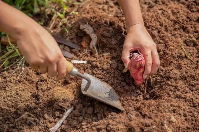 Süßkartoffeln - Anbau und Ernte