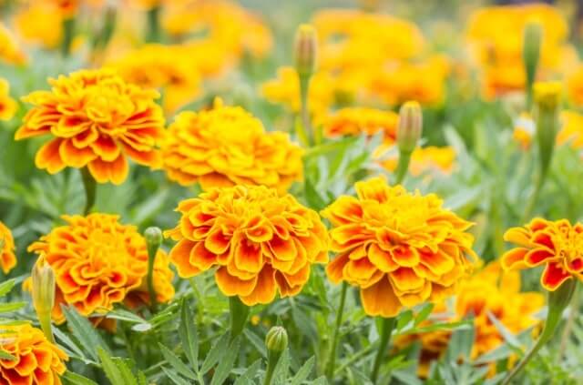 Tagetes Samen säen und keimen lassen