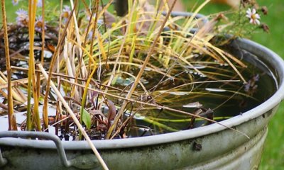 Teich in alter Zinkwanne anlegen - kreative Ideen