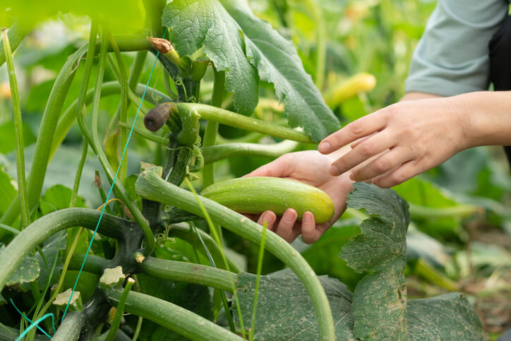 Temperatur und Erntezeitpunkt