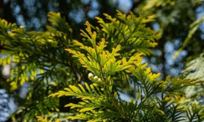 Thuja Brabant richtig düngen