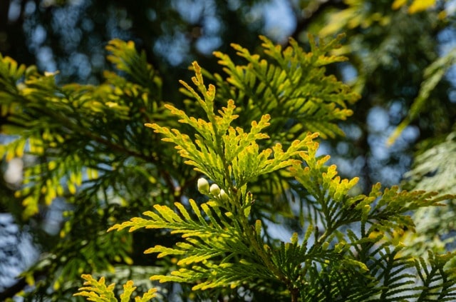 Thuja Brabant richtig düngen