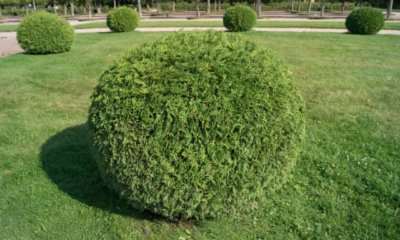 Thuja als Kugel schneiden