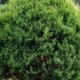 Thuja richtig wässern