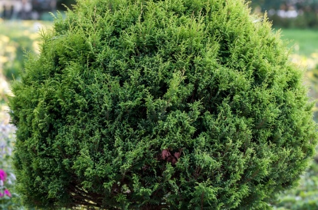 Thuja richtig wässern
