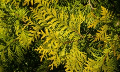 Thuja wird gelb - was tun