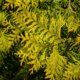 Thuja wird gelb - was tun