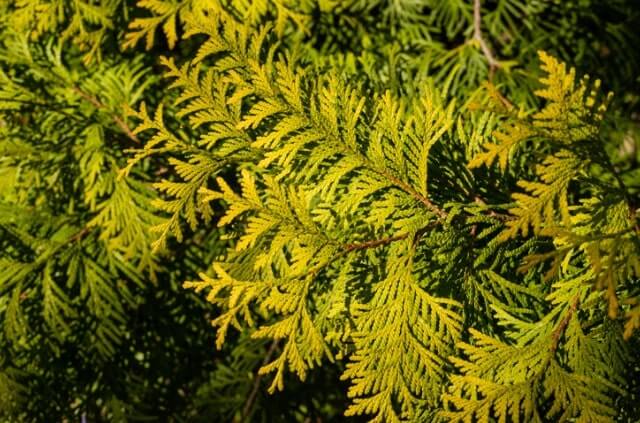 Thuja wird gelb - was tun
