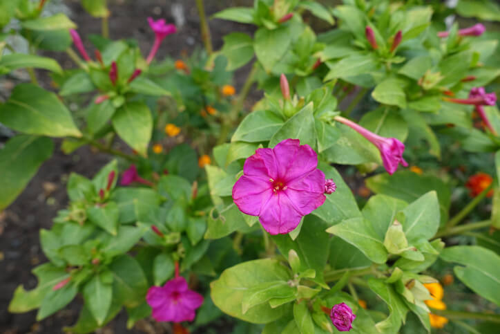 Tipps und Tricks für den Anbau