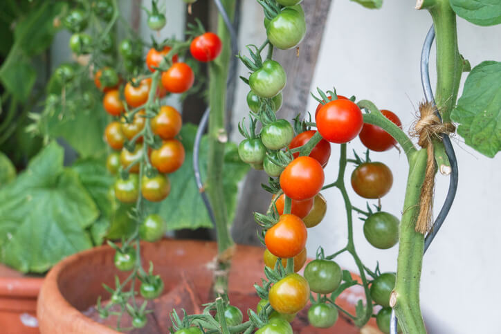 Tomaten mit Tomatenbindern hochbinden