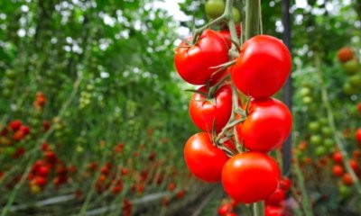 Tomaten richtig anbinden - Tipps und Tricks