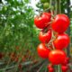 Tomaten richtig anbinden - Tipps und Tricks