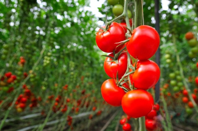 Tomaten richtig anbinden - Tipps und Tricks