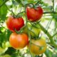 Tomaten - welche Sorten sind winterhart