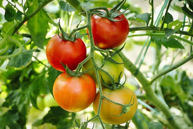 Tomaten - welche Sorten sind winterhart