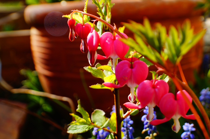 Tränendes Herz im Kübel überwintern