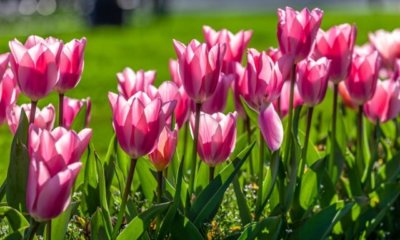 Tulpen im Steckbrief