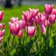 Tulpen im Steckbrief