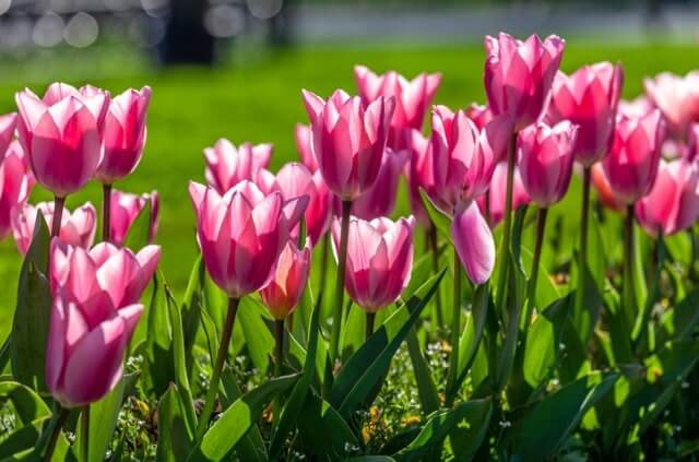 Tulpen im Steckbrief