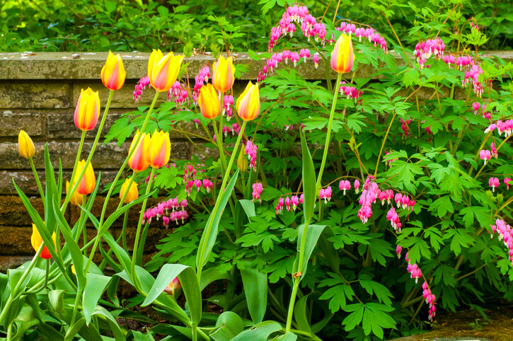 Tulpen mit Stauden kombinieren