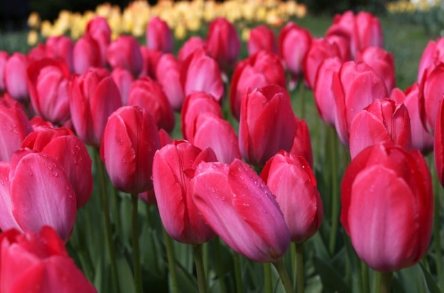 Tulpen mit anderen Pflanzen kombinieren