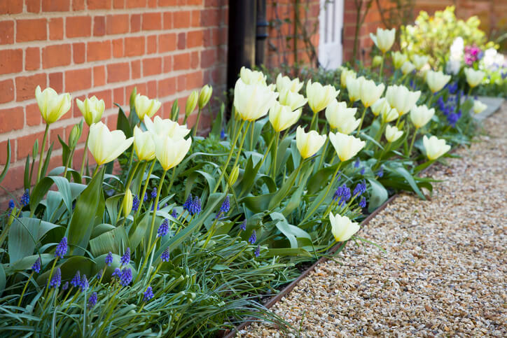 Tulpen und andere Frühjahrsblüher