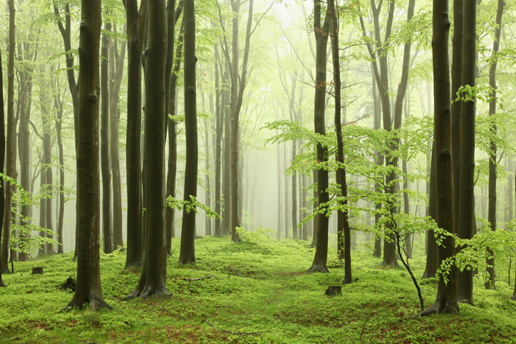 Typische Farbe des Stamms